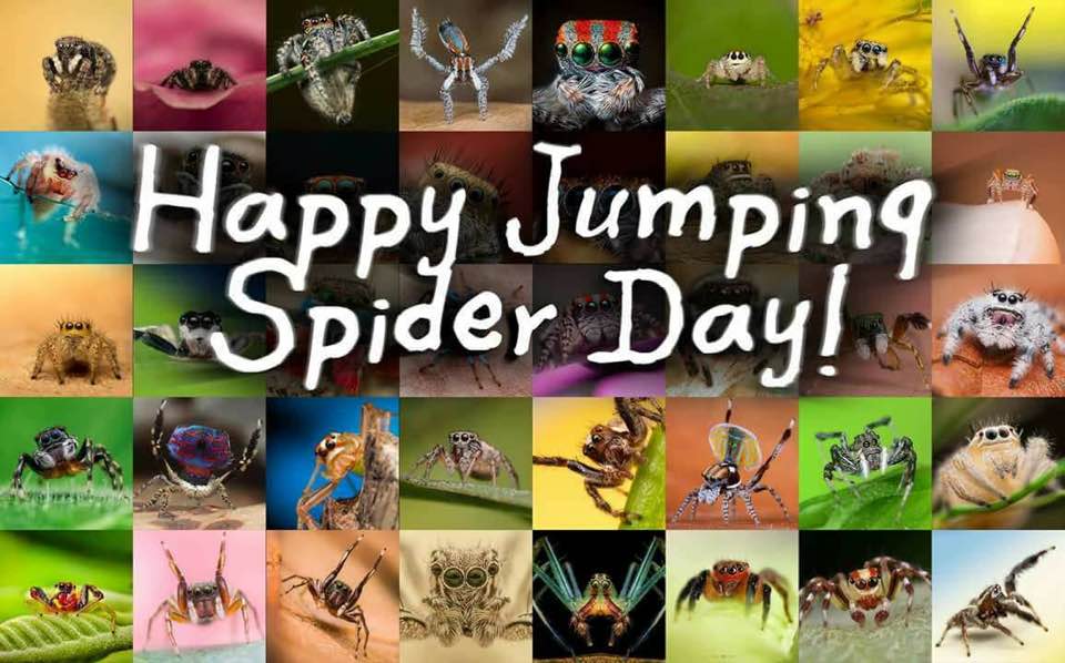 International Jumping Spider Day